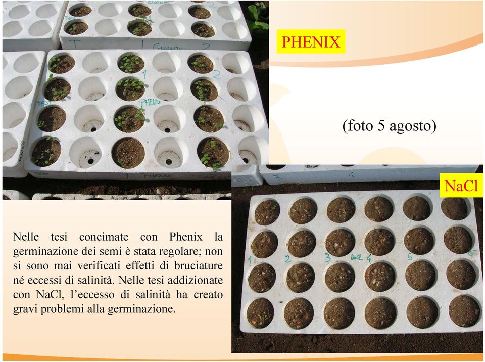 effetti di bruciature né eccessi di salinità.