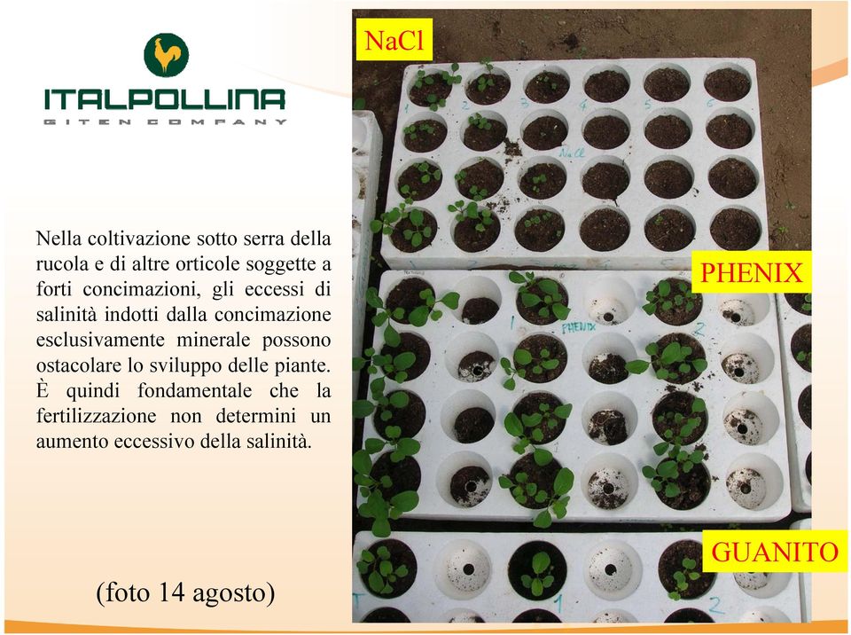 minerale possono ostacolare lo sviluppo delle piante.