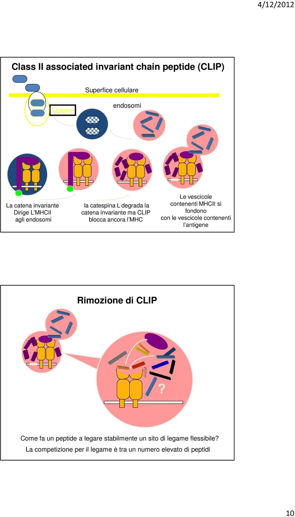 vescicole contenenti MHCII si fondono con le vescicole contenenti l antigene Rimozione di CLIP?