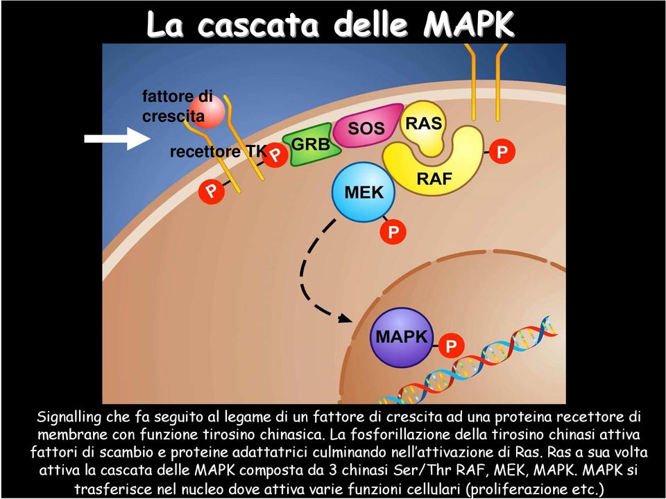 La fosforillazione della tirosino chinasi attiva fattori di scambio e proteine adattatrici culminando nell attivazione di