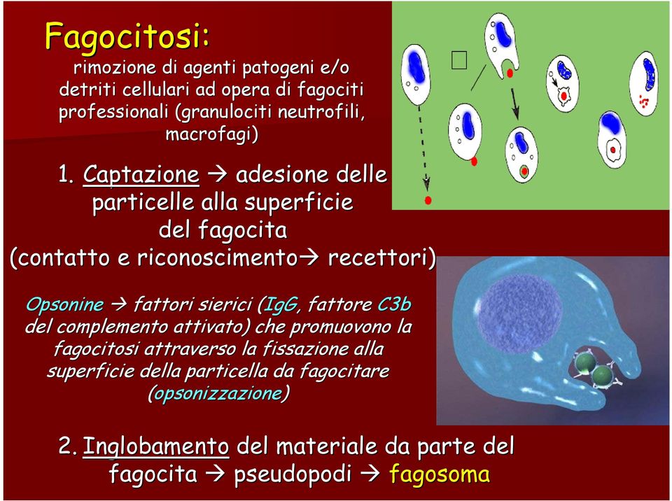 Captazione adesione delle particelle alla superficie del fagocita (contatto e riconoscimento recettori) Opsonine fattori