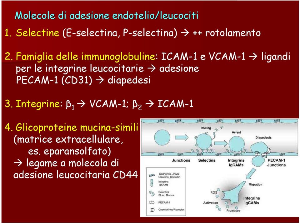 Famiglia delle immunoglobuline: ICAM-1 e VCAM-1 ligandi per le integrine leucocitarie adesione
