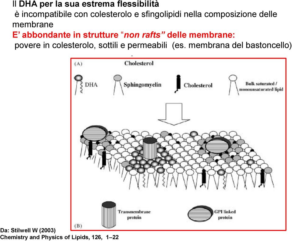 rafts delle membrane: povere in colesterolo, sottili e permeabili (es.