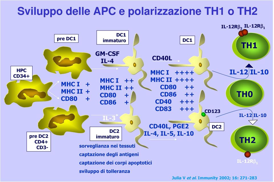 corpi apoptotici sviluppo di tolleranza CD40L DC1 MHC I ++++ MHC II ++++ CD80 ++ CD86 ++ CD40 +++ CD83 +++ CD40L, PGE2 IL-4,