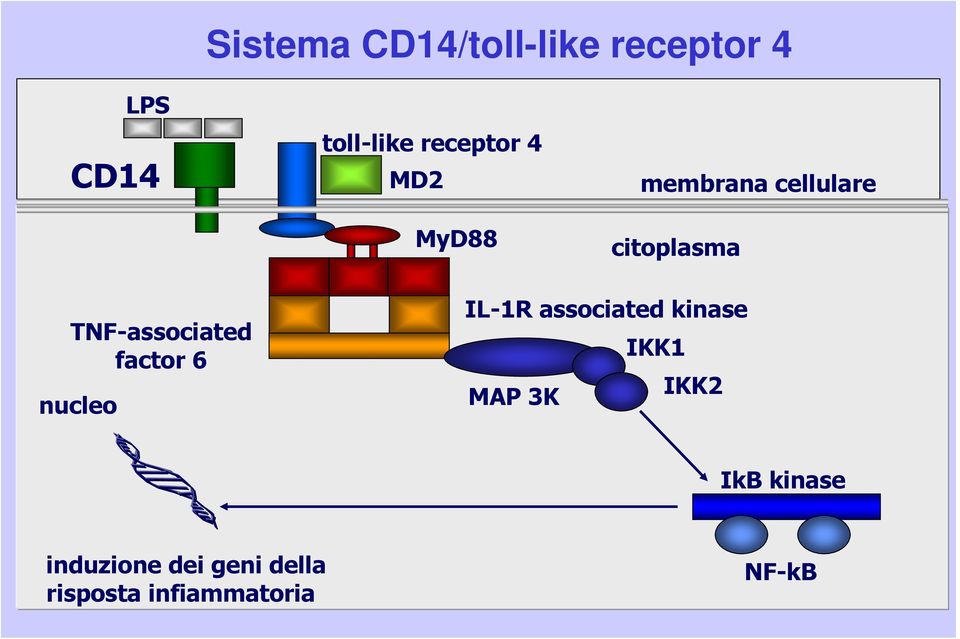 TNF-associated factor 6 nucleo IL-1R associated kinase IKK1