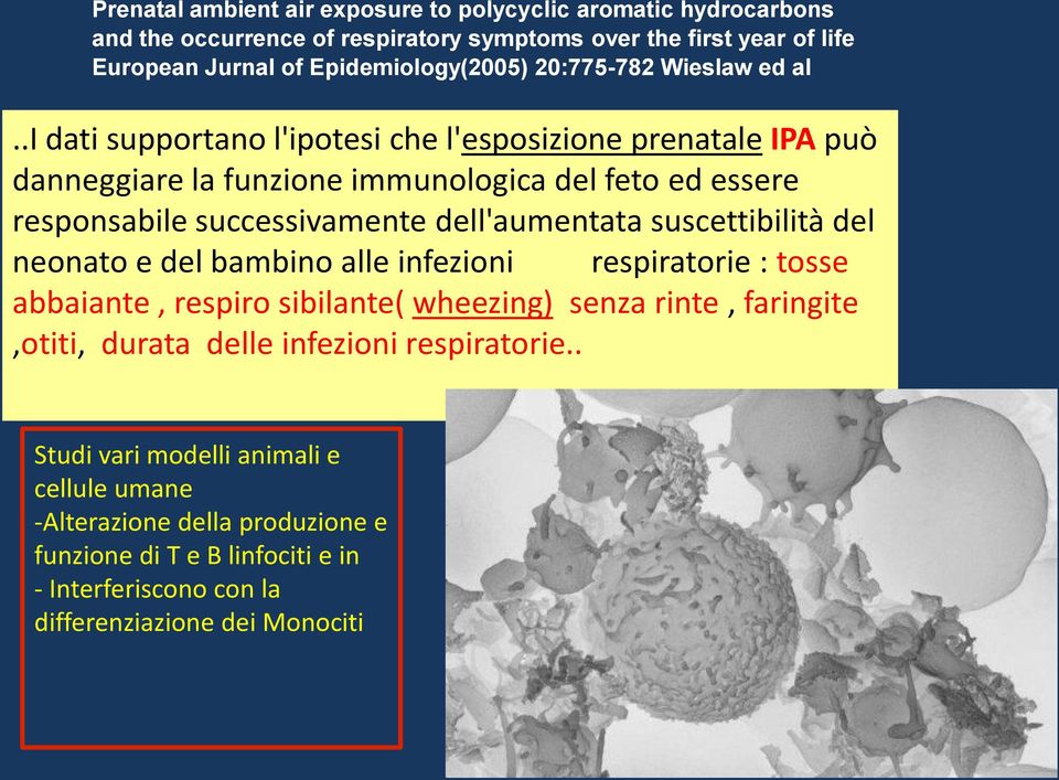 .i dati supportano l'ipotesi che l'esposizione prenatale IPA può danneggiare la funzione immunologica del feto ed essere responsabile successivamente dell'aumentata