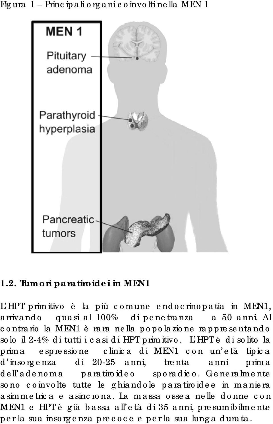 Al contrario la MEN1 è rara nella popolazione rappresentando solo il 2-4% di tutti i casi di HPT primitivo.