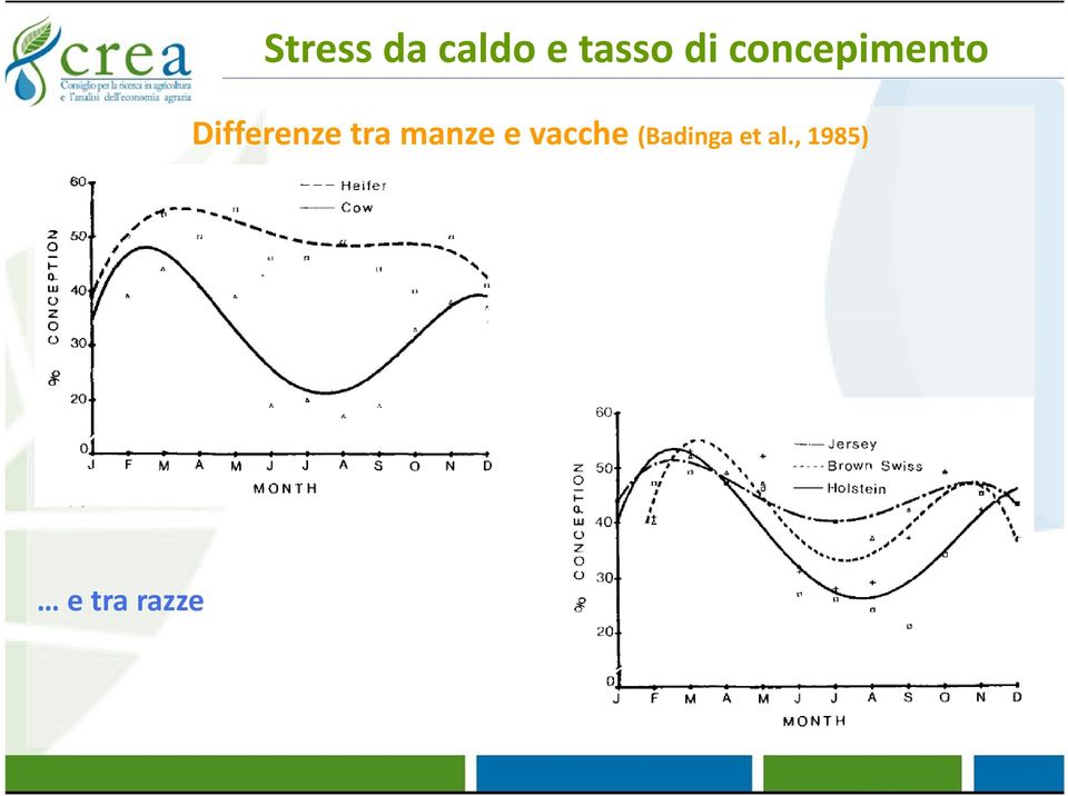 Differenze tra manze e