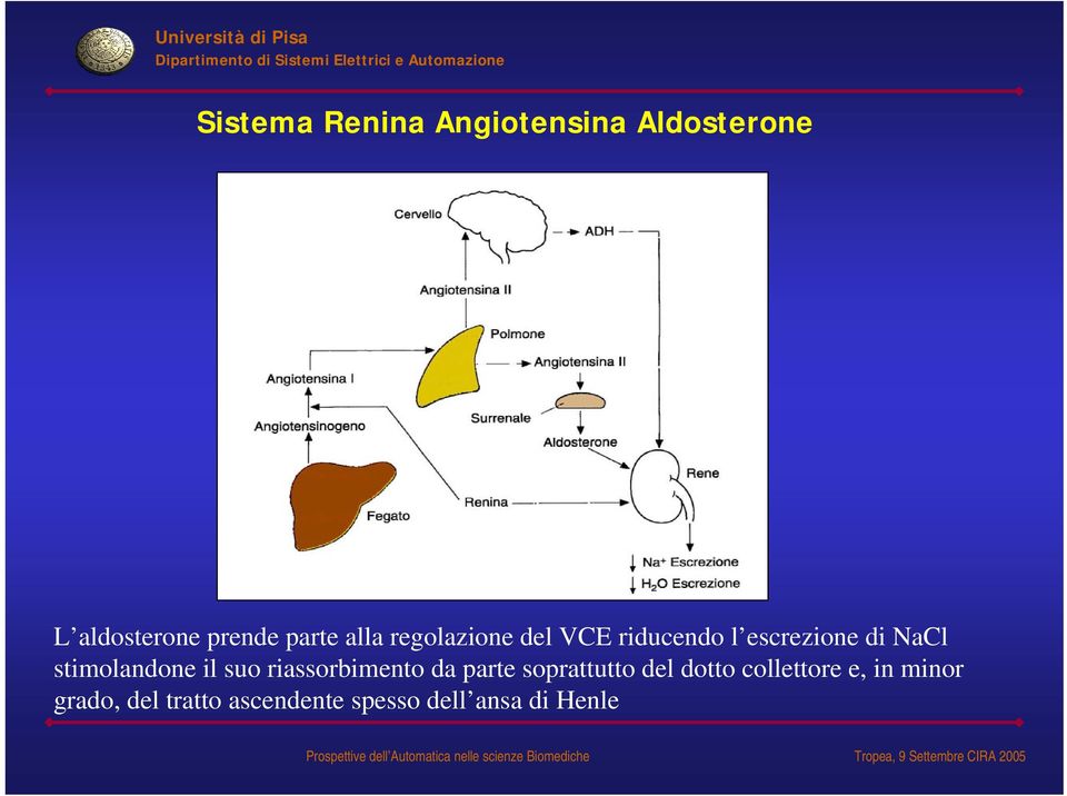 stimolandone il suo riassorbimento da parte soprattutto del dotto