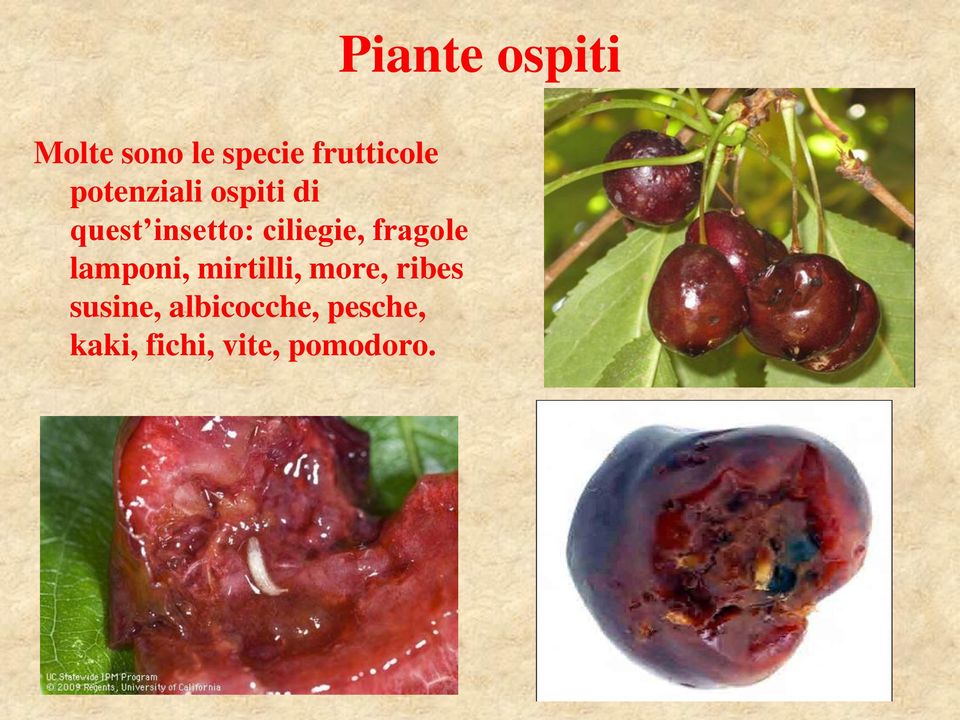 lamponi, mirtilli, more, ribes susine,