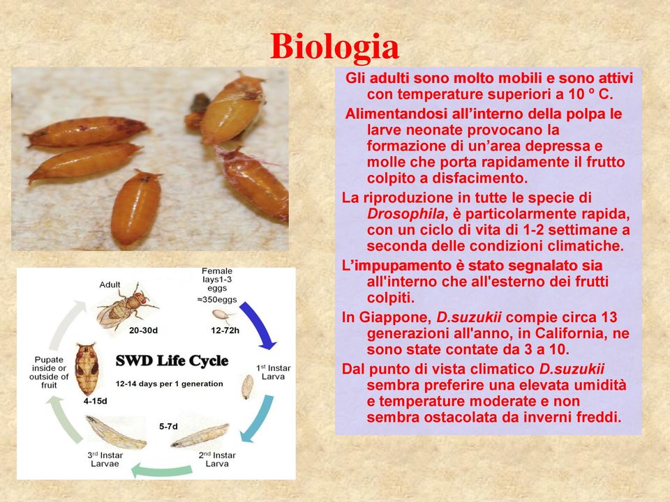 La riproduzione in tutte le specie di Drosophila, è particolarmente rapida, con un ciclo di vita di 1-2 settimane a seconda delle condizioni climatiche.