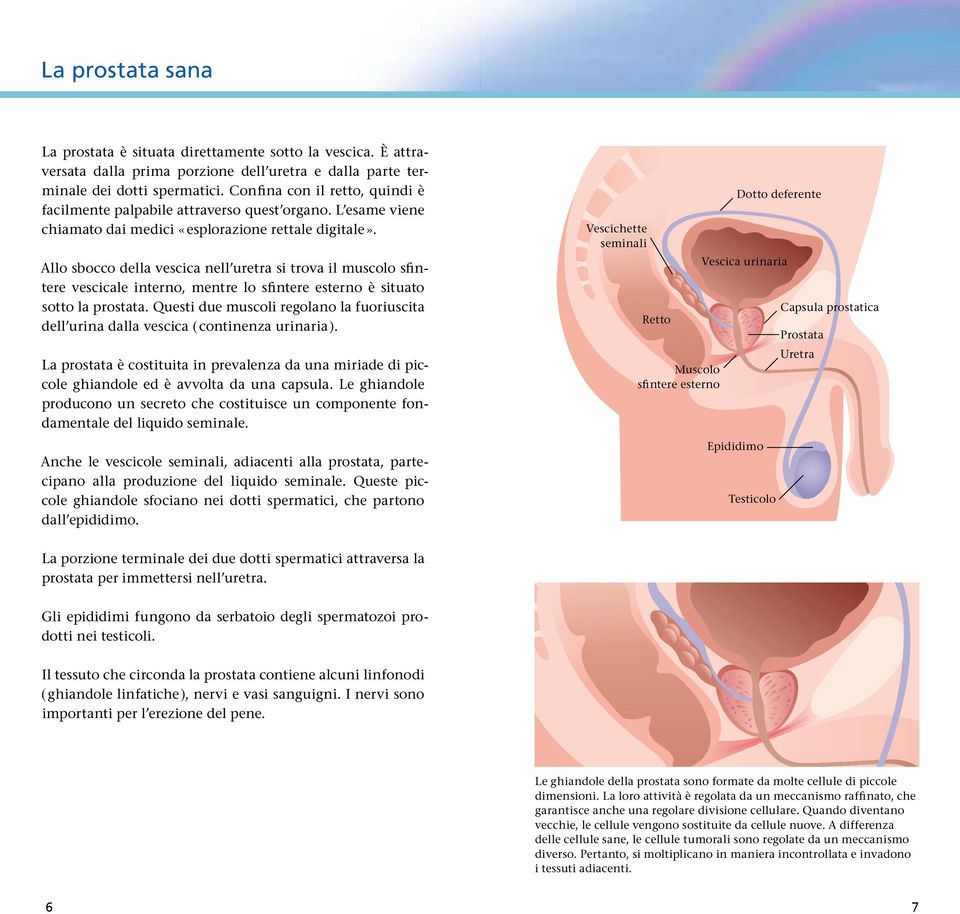 Allo sbocco della vescica nell uretra si trova il muscolo sfintere vescicale interno, mentre lo sfintere esterno è situato sotto la prostata.