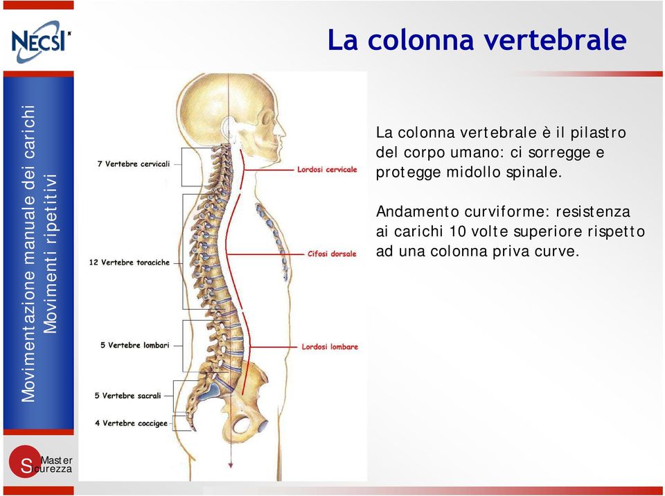 midollo spinale.