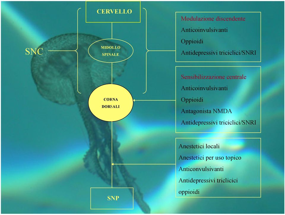 Anticoinvulsivanti Oppioidi Antagonista NMDA Antidepressivi triciclici/snri SNP