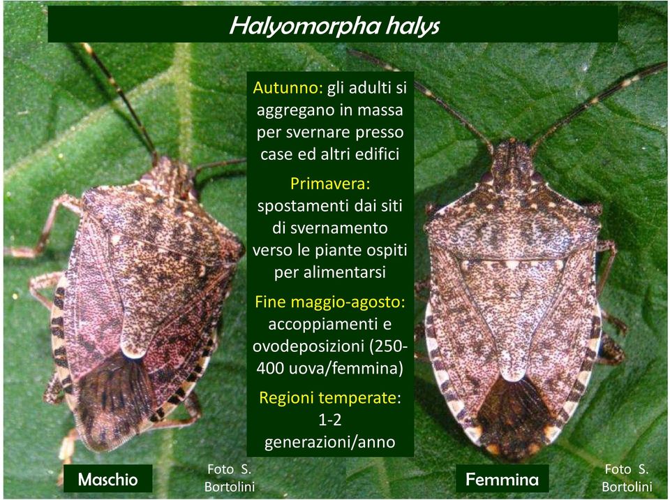 alimentarsi Fine maggio-agosto: accoppiamenti e ovodeposizioni (250-400 uova/femmina)