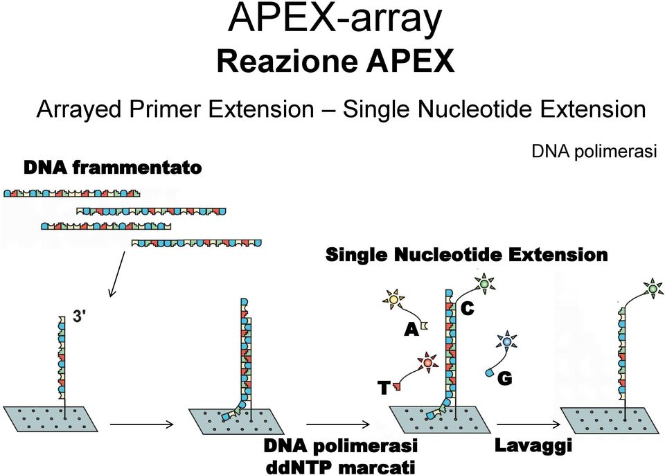 frammentato DNA polimerasi Single Nucleotide