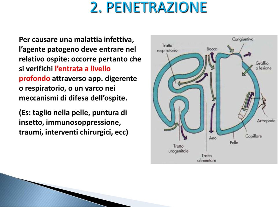 attraverso app. digerente o respiratorio, o un varco nei meccanismi di difesa dell ospite.