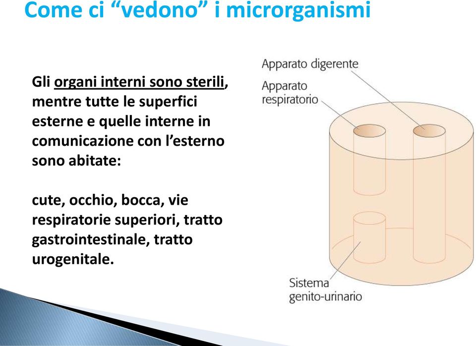 comunicazione con l esterno sono abitate: cute, occhio, bocca,