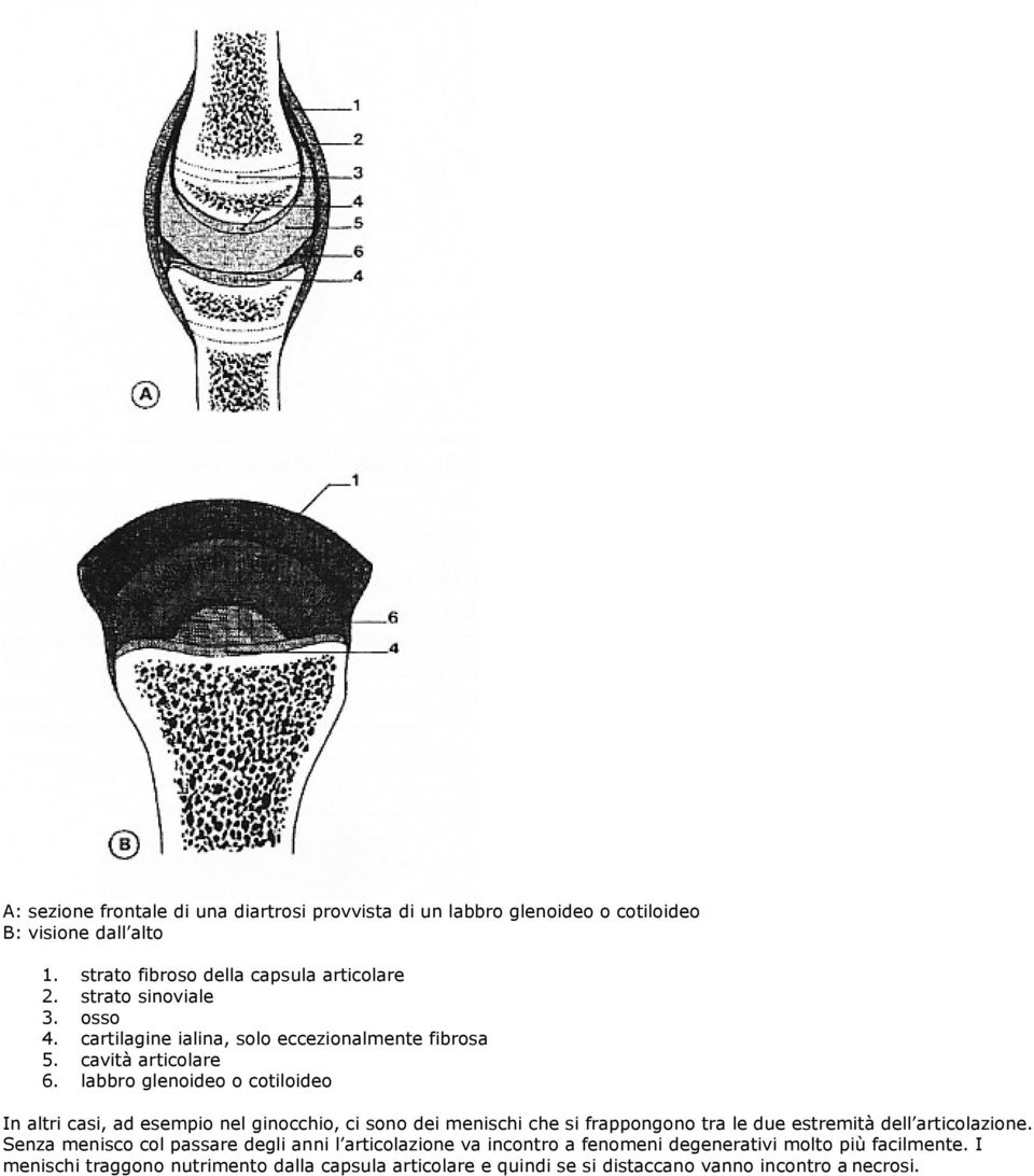 labbro glenoideo o cotiloideo In altri casi, ad esempio nel ginocchio, ci sono dei menischi che si frappongono tra le due estremità dell articolazione.