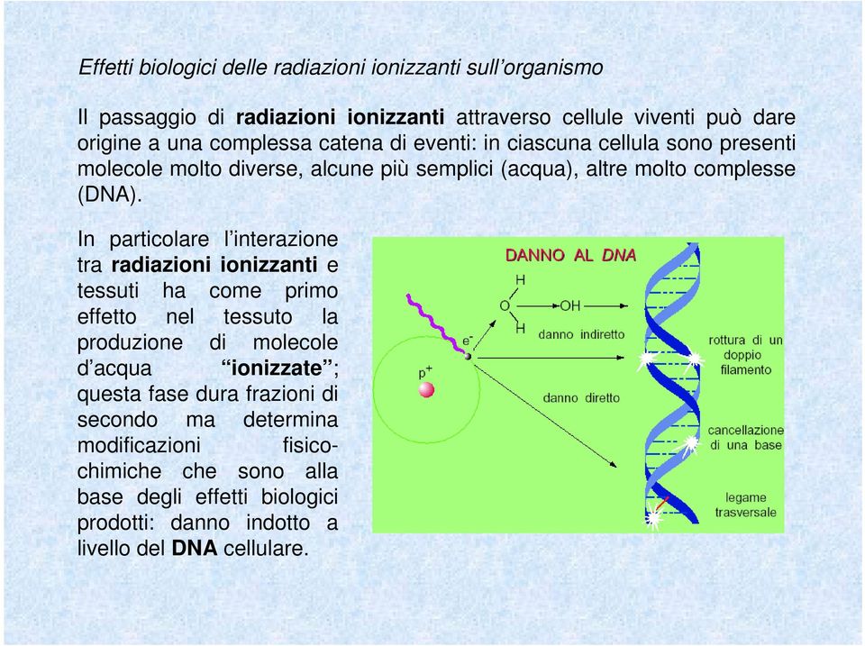 In particolare l interazione tra radiazioni ionizzanti e tessuti ha come primo effetto nel tessuto la produzione di molecole d acqua ionizzate ; questa