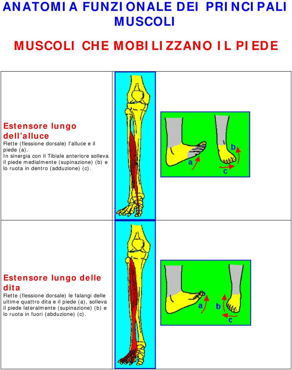 In sinergia con il Tibiale anteriore solleva il piede medialmente (supinazione) (b) e lo ruota in dentro (adduzione)