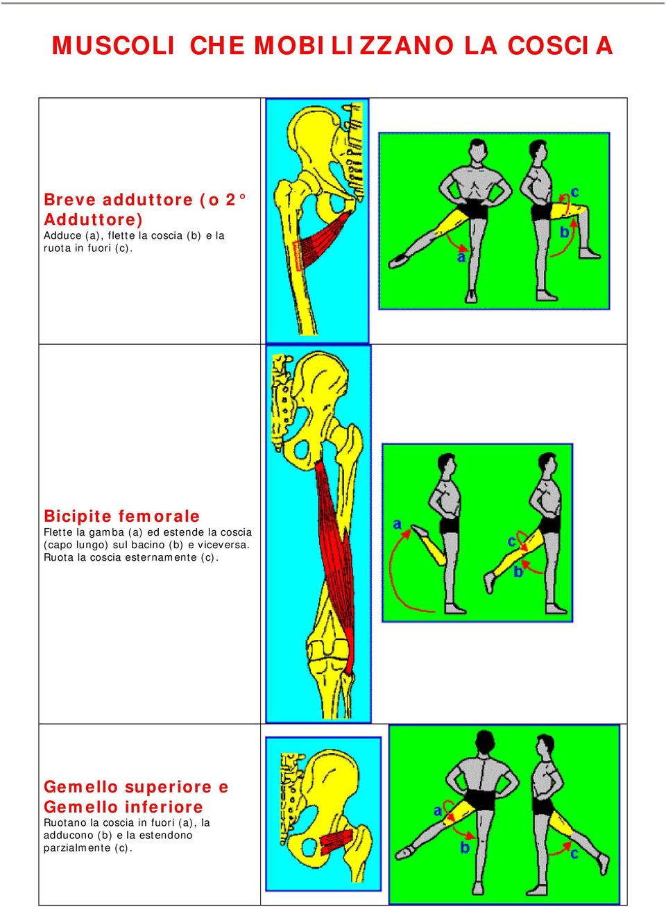 Bicipite femorale Flette la gamba (a) ed estende la coscia (capo lungo) sul bacino (b) e