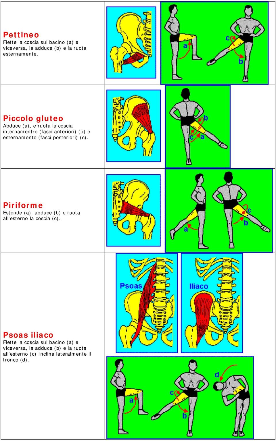 posteriori) (c). Piriforme Estende (a), abduce (b) e ruota all'esterno la coscia (c).
