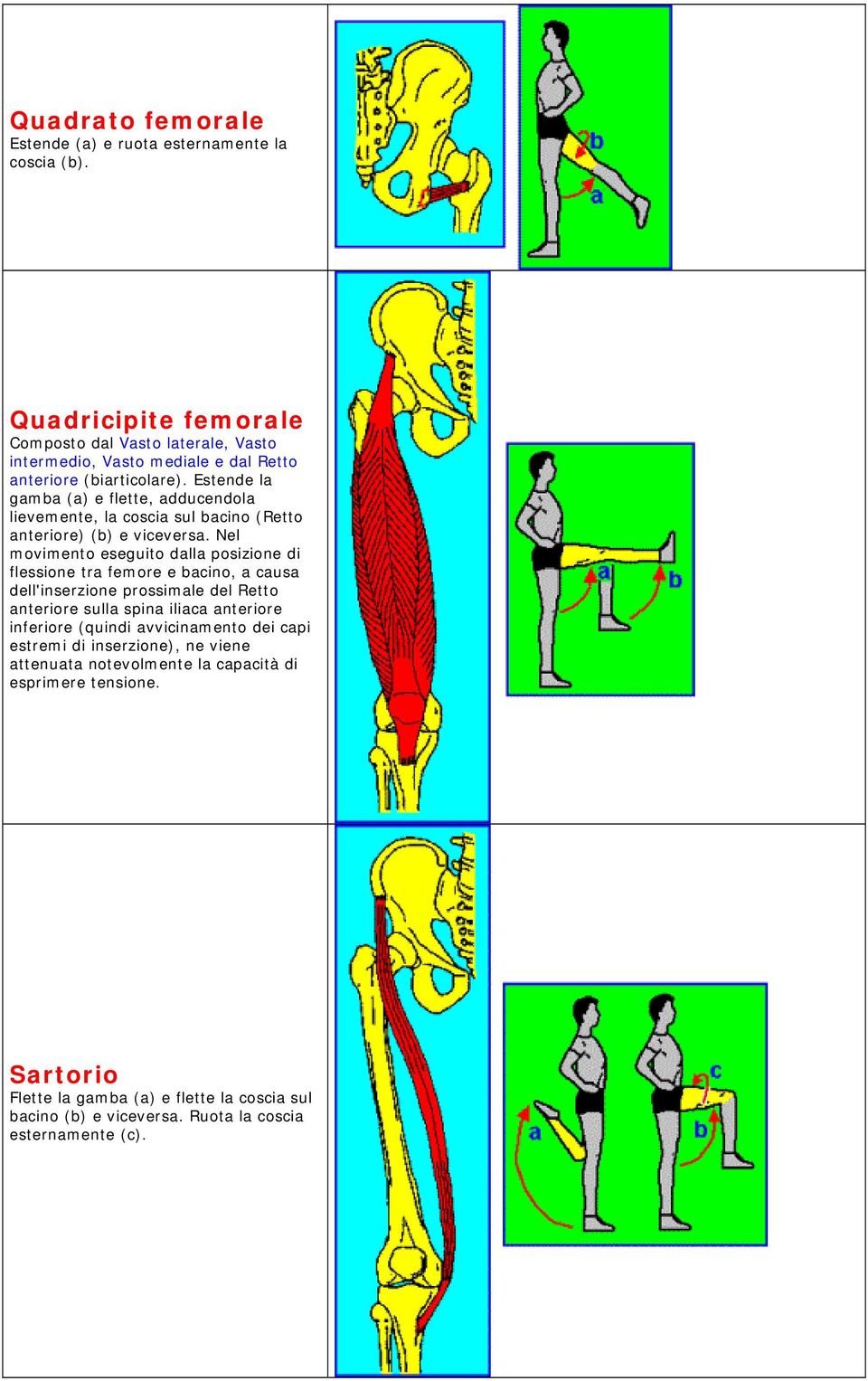Estende la gamba (a) e flette, adducendola lievemente, la coscia sul bacino (Retto anteriore) (b) e viceversa.