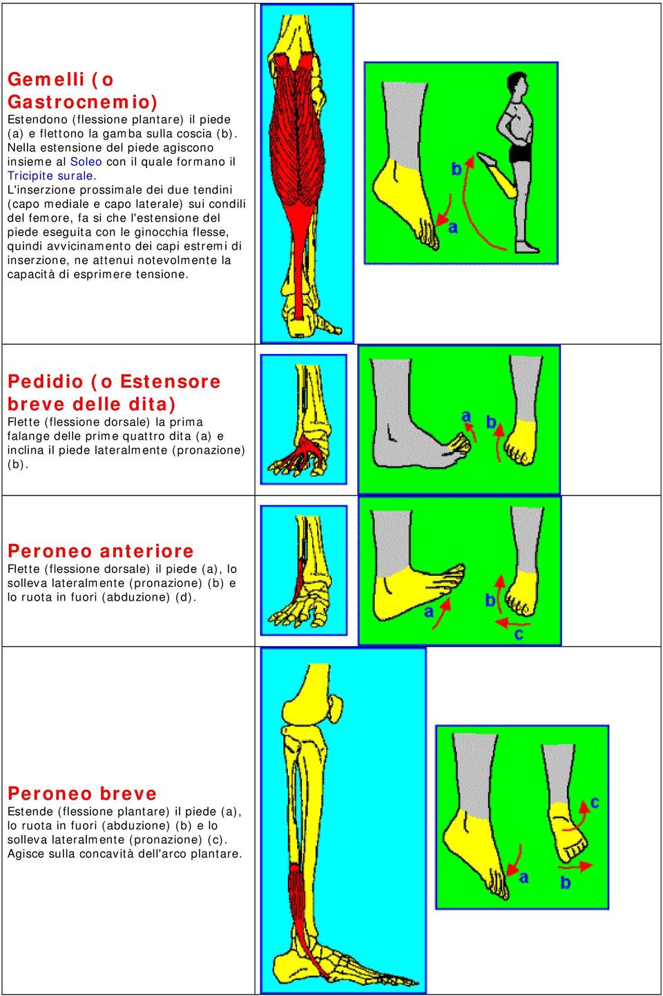 L'inserzione prossimale dei due tendini (capo mediale e capo laterale) sui condili del femore, fa si che l'estensione del piede eseguita con le ginocchia flesse, quindi avvicinamento dei capi estremi