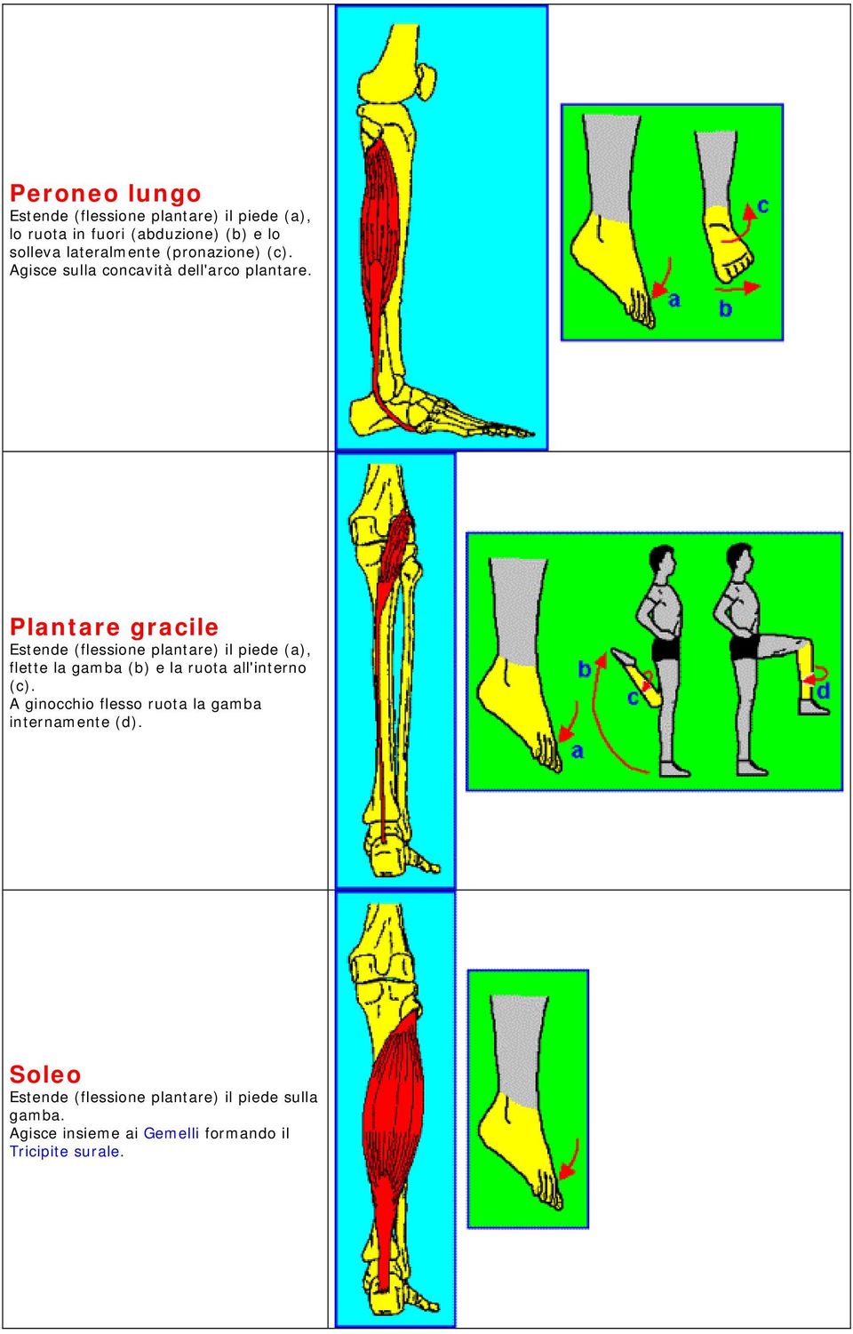 Plantare gracile Estende (flessione plantare) il piede (a), flette la gamba (b) e la ruota all'interno (c).