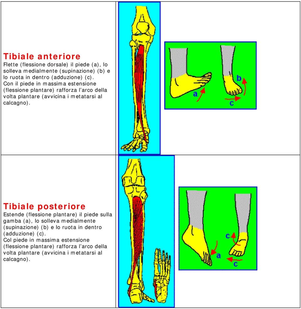 Tibiale posteriore Estende (flessione plantare) il piede sulla gamba (a), lo solleva medialmente (supinazione) (b) e lo ruota in dentro