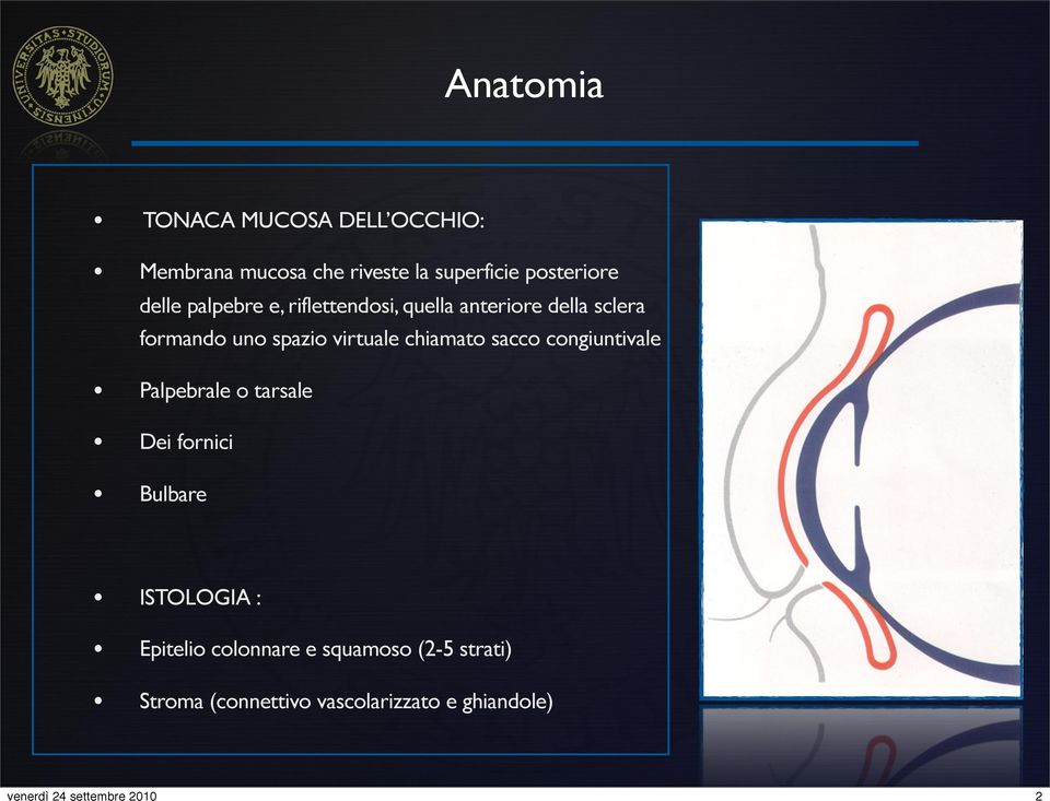 virtuale chiamato sacco congiuntivale Palpebrale o tarsale Dei fornici Bulbare ISTOLOGIA