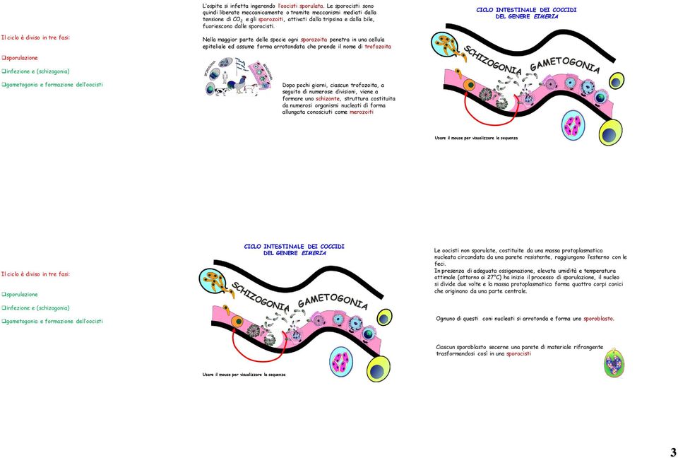 CICLO INTESTINALE DEI COCCIDI DEL GENERE EIMERIA Il ciclo è diviso in tre fasi: Nella maggior parte delle specie ogni sporozoita penetra in una cellula epiteliale ed assume forma arrotondata che