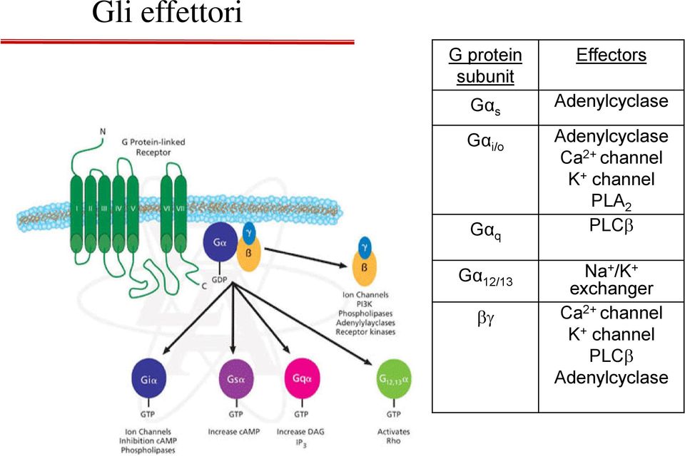channel K + channel PLA 2 PLC Gα 12/13 Na + /K +