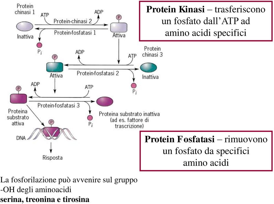 fosfato da specifici amino acidi La fosforilazione può