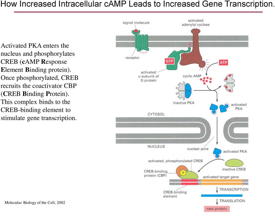 protein). Once phosphorylated, CREB recruits the coactivator CBP (CREB Binding Protein).