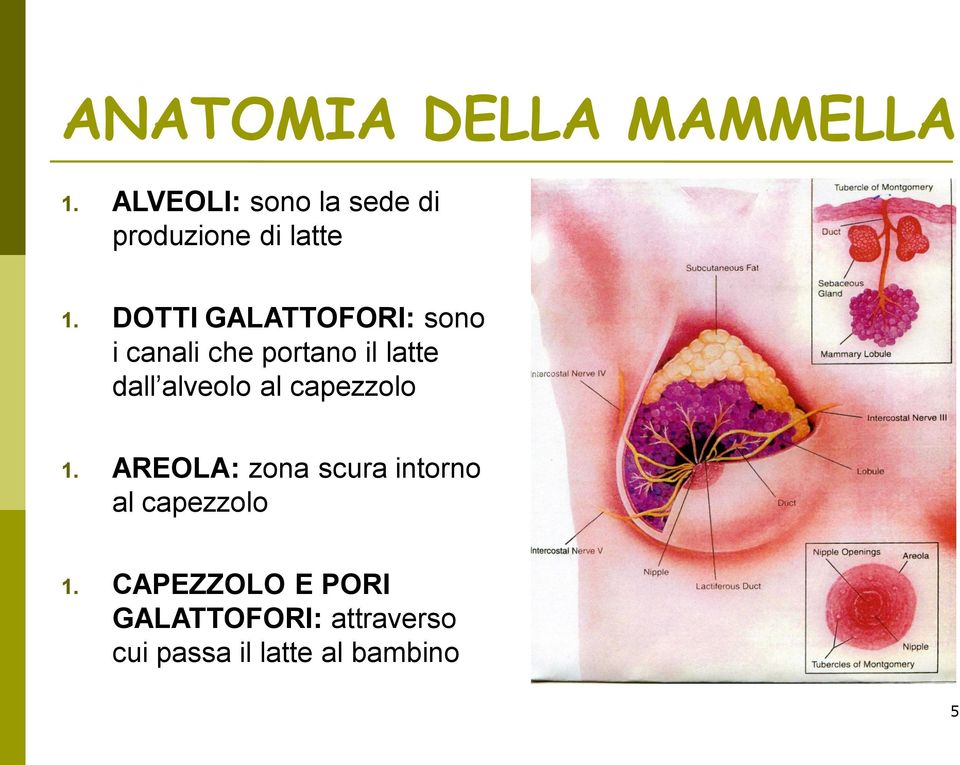 DOTTI GALATTOFORI: sono i canali che portano il latte dall alveolo