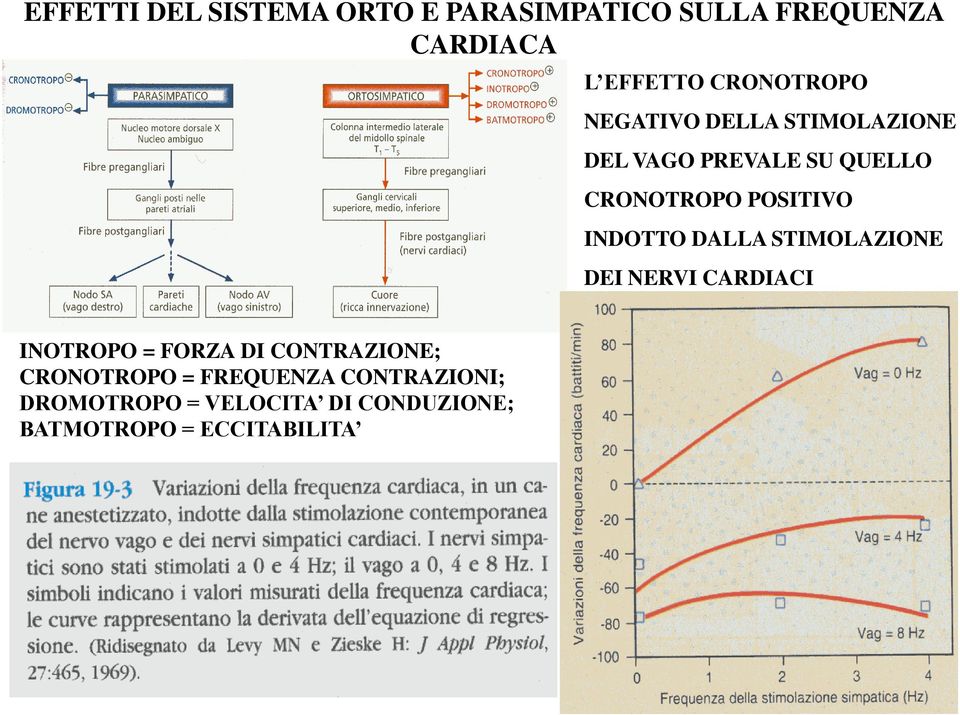 POSITIVO INDOTTO DALLA STIMOLAZIONE DEI NERVI CARDIACI INOTROPO = FORZA DI