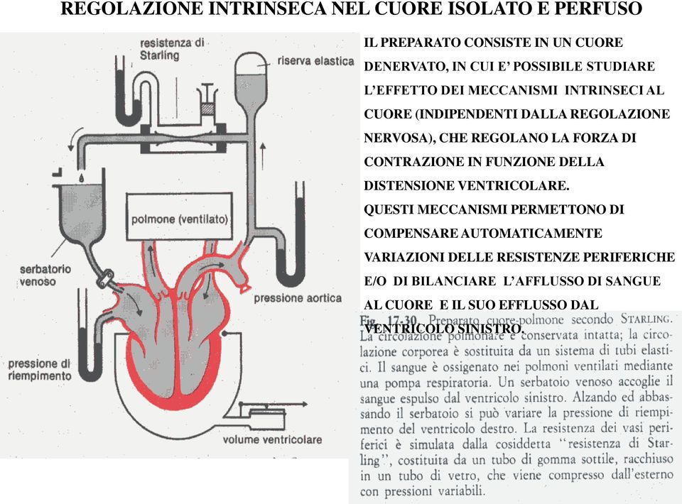 CONTRAZIONE IN FUNZIONE DELLA DISTENSIONE VENTRICOLARE.