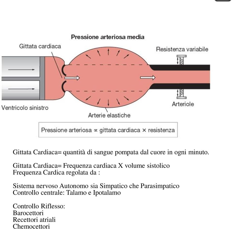 regolata da : Sistema nervoso Autonomo sia Simpatico che Parasimpatico