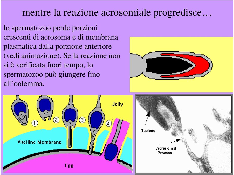 porzione anteriore (vedi animazione).