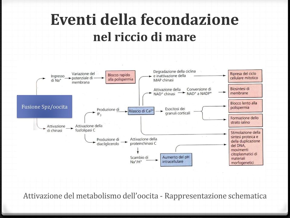 Attivazione del metabolismo dell