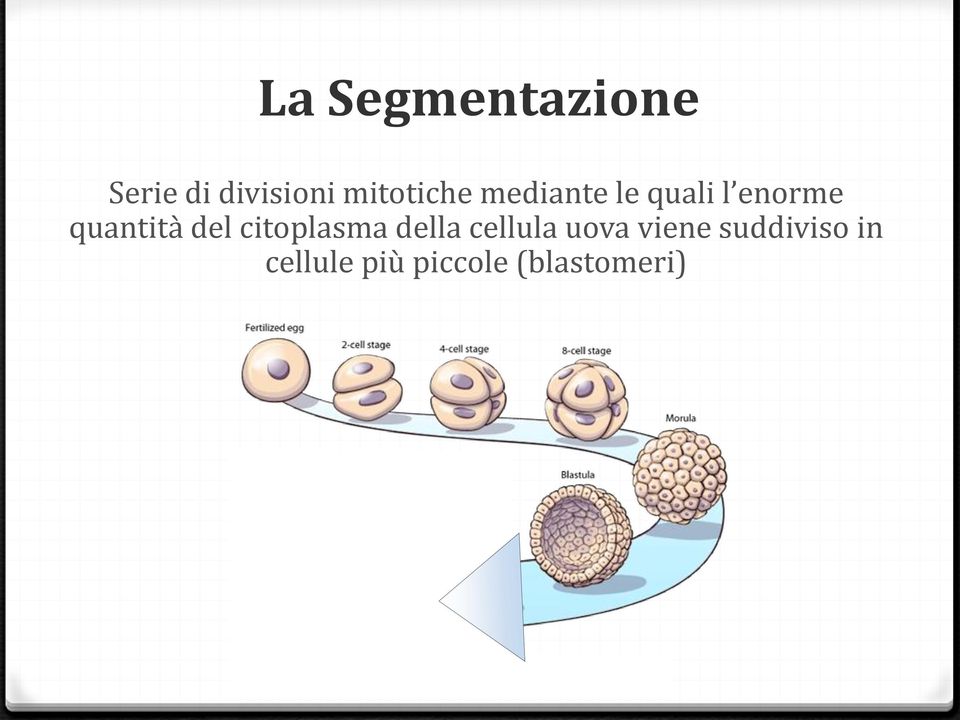 quantità del citoplasma della cellula