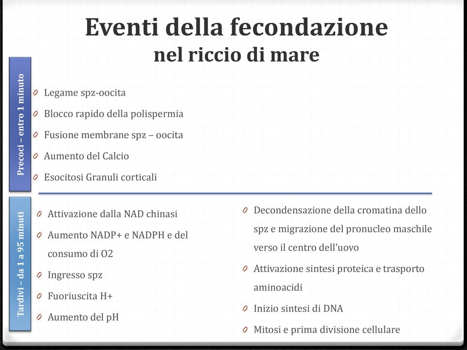 NADPH e del consumo di O2 0 Ingresso spz 0 Fuoriuscita H+ 0 Aumento del ph 0 Decondensazione della cromatina dello spz e migrazione del