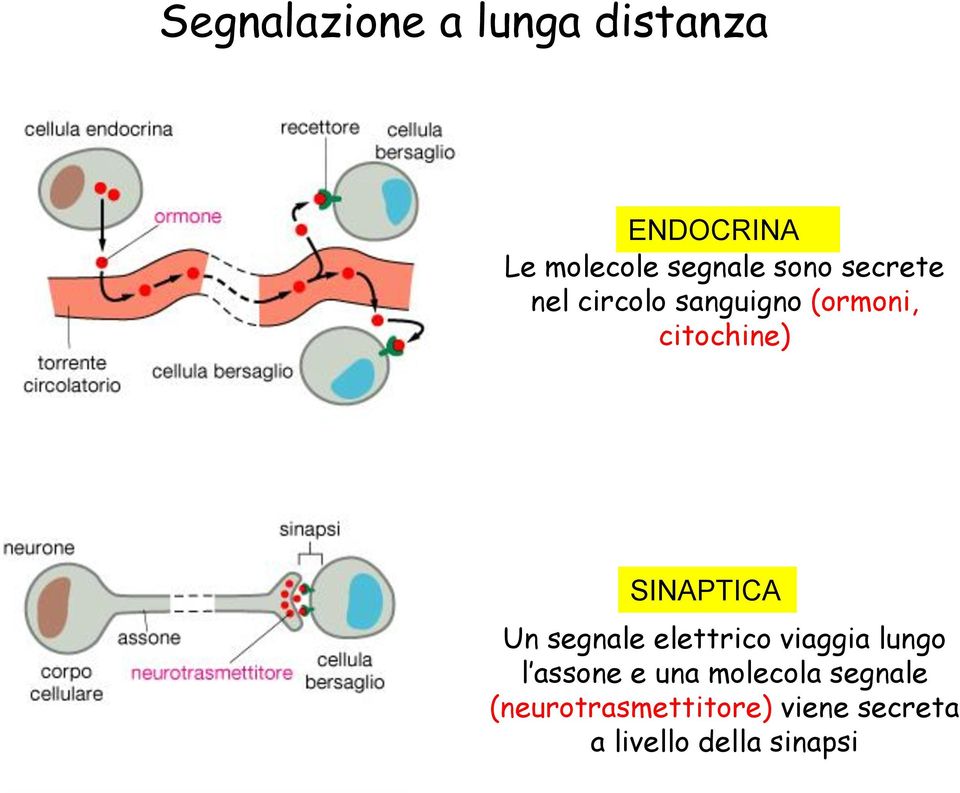 SINAPTICA Un segnale elettrico viaggia lungo l assone e una