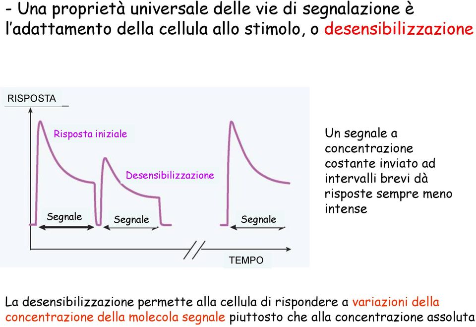 concentrazione costante inviato ad intervalli brevi dà risposte sempre meno intense TEMPO La desensibilizzazione