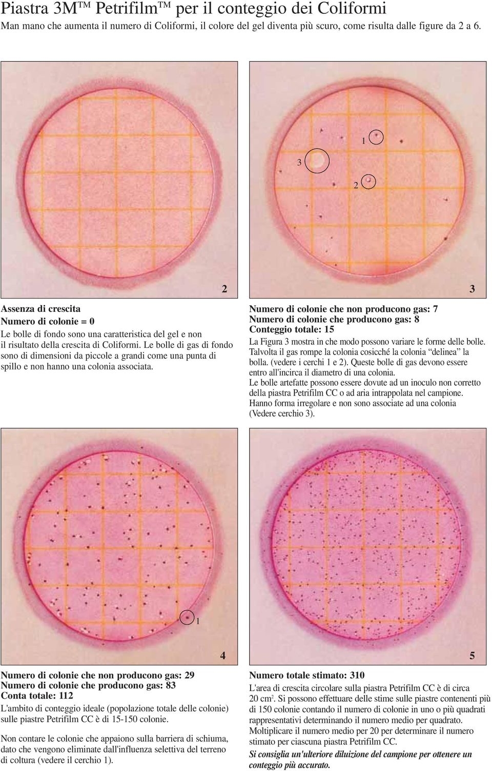 Le bolle di gas di fondo sono di dimensioni da piccole a grandi come una punta di spillo e non hanno una colonia associata.