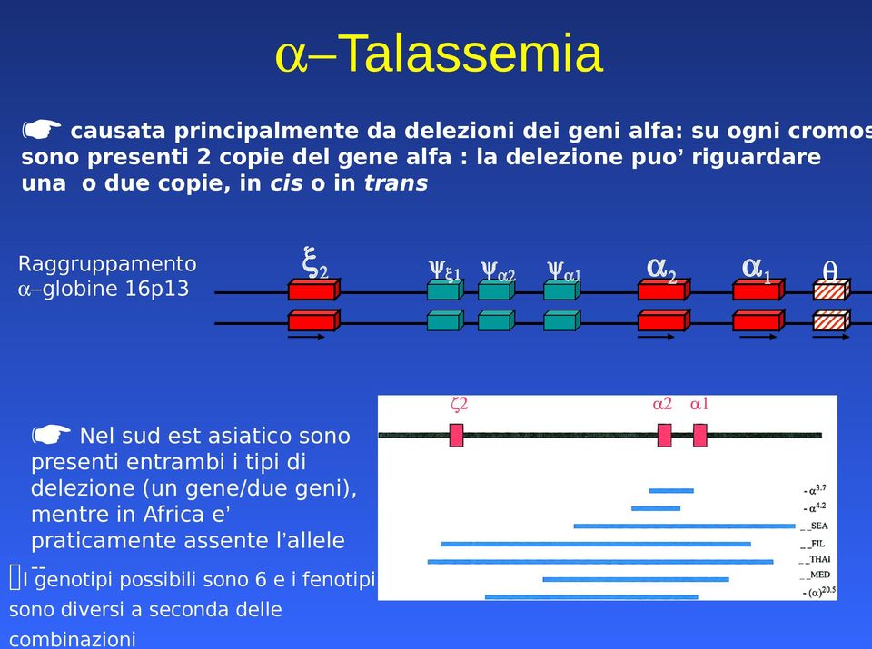 Nel sud est asiatico sono presenti entrambi i tipi di delezione (un gene/due geni), mentre in Africa e