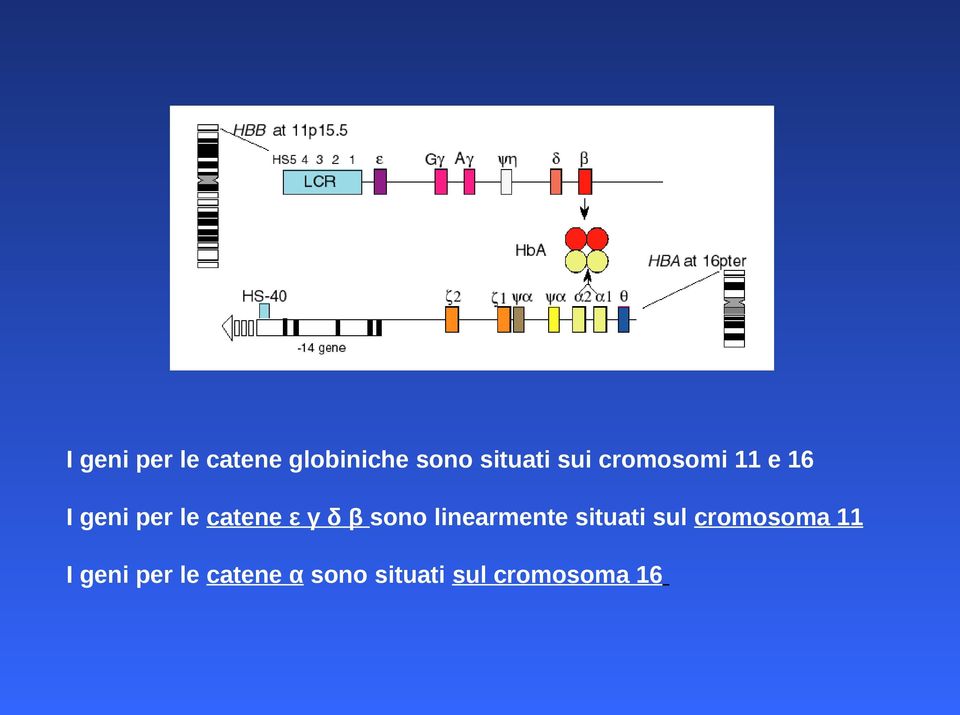 δ β sono linearmente situati sul cromosoma 11 I