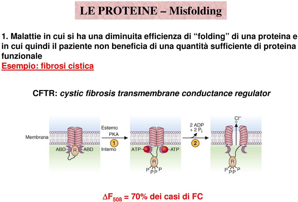 sufficiente di proteina funzionale Esempio: fibrosi cistica CFTR: